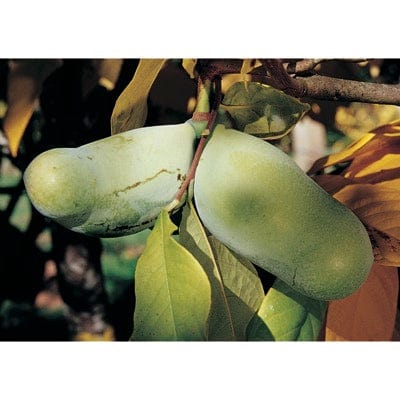 Rebecca’s Gold Paw Paw-Fruit Trees-North Woods-5 1/2" Band Pot-