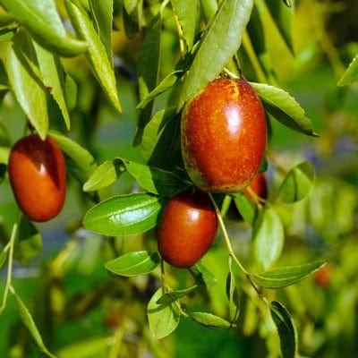 Autumn Beauty™ Jujube-Fruit Trees-North Woods-1 Gallon Pot-
