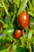 Autumn Beauty™ Jujube-Fruit Trees-North Woods-1 Gallon Pot-