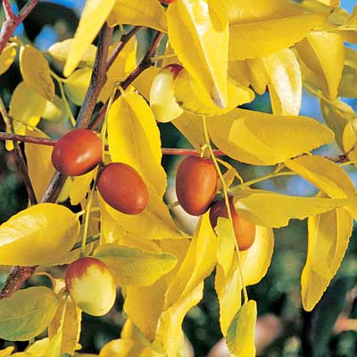 Black Sea™ Jujube-Fruit Trees-North Woods-1 Gallon Pot-