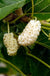 Nikita White™ Mulberry-Fruit Trees-North Woods-1 Gallon Pot-