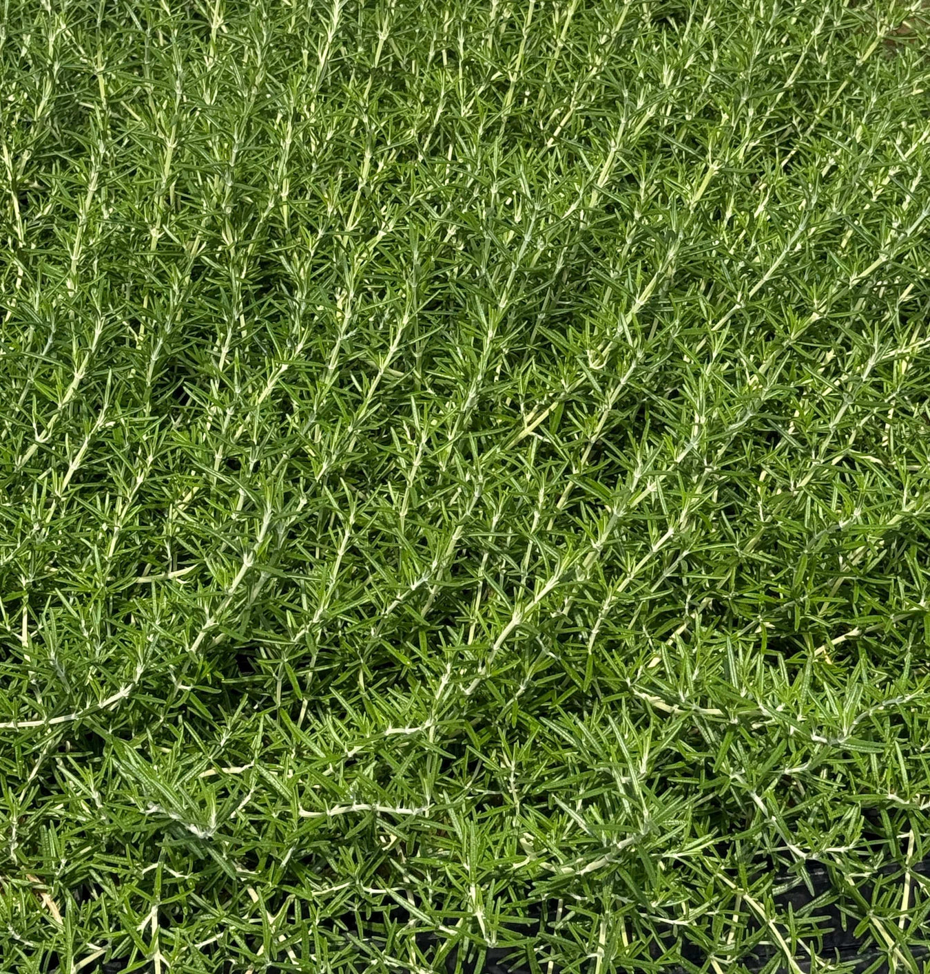 New Cultivars