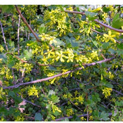 Black Topaz™ Currant-Berries-North Woods-1 Gallon Pot-