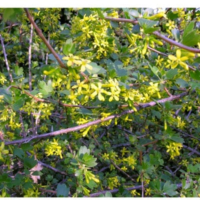 Black Topaz™ Currant-Berries-North Woods-1 Gallon Pot-