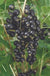 Kantata 50 Black Currant-Berries-North Woods-1-2' Plant-