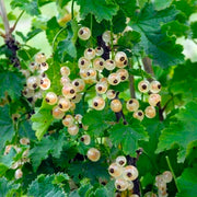 Bar-le-duc White Currant-Berries-North Woods-1-2' Plant-