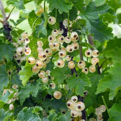 Bar-le-duc White Currant-Berries-North Woods-1-2' Plant-