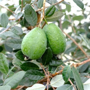 Unique Guava-Fruit Trees-North Woods-1 Gallon Pot-