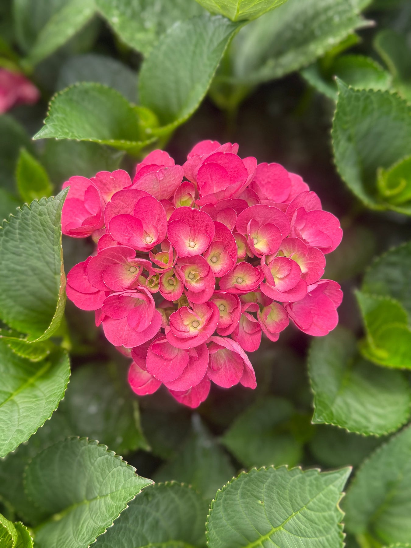 Potted Fruit Trees, Berries & Ornamentals