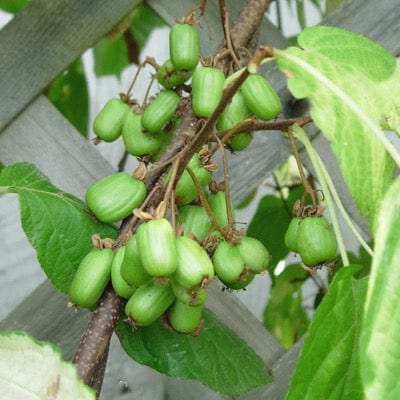 Emerald™ Kiwi-Fruit Trees-North Woods-1 Gallon Pot-