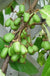 Emerald™ Kiwi-Fruit Trees-North Woods-1 Gallon Pot-