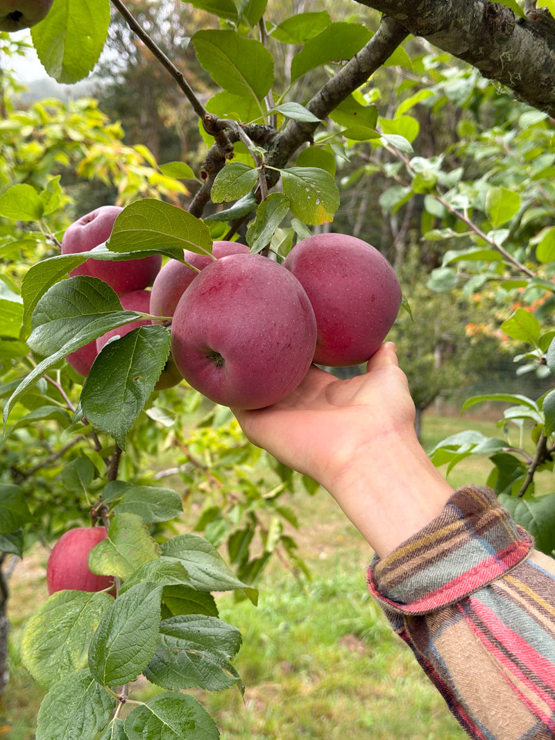 Enterprise Apple