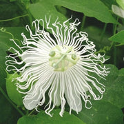 Passiflora SnowPop™-Vines-North Woods-1 Gallon Pot-