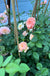 FLAVORETTE™ Honey-Apricot Rose-Ornamentals-Raintree Prop-2 Quart Pot-