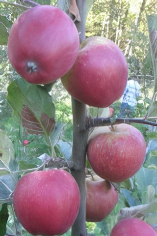 Frequin Rouge Cider Apple-Fruit Trees-Biringer-Semi-Dwarf (4'-5')-