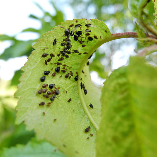 Aphids In Raspberry GROWING berries RASPBERRIES - Raintree Nursery
