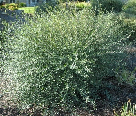 Dwarf Arctic Blue Willow