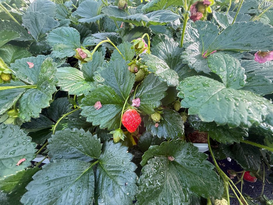 Bushel and Berry® Rosy Belle™ Strawberry