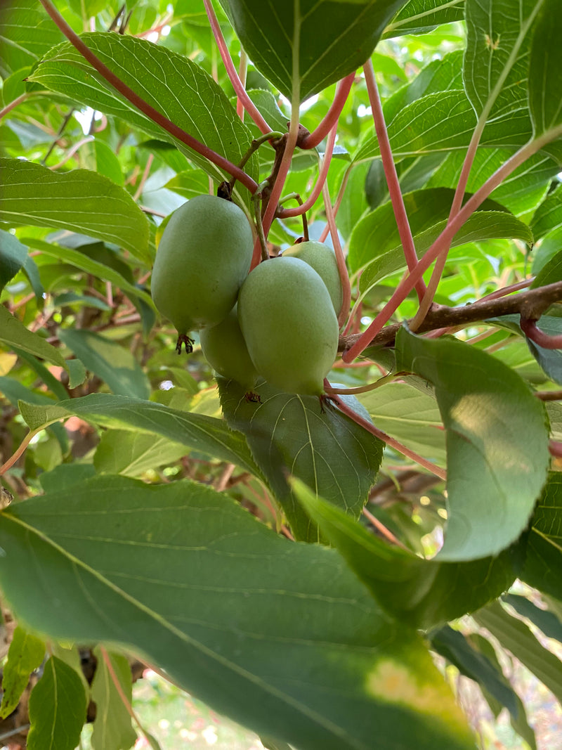Annanasnaja Hardy Kiwi