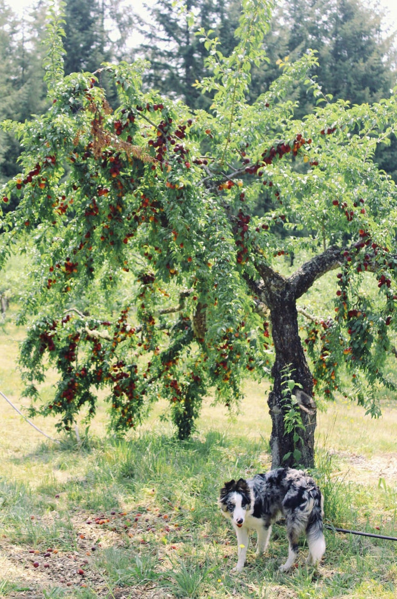 Orchard Tour & Tasting - August Event