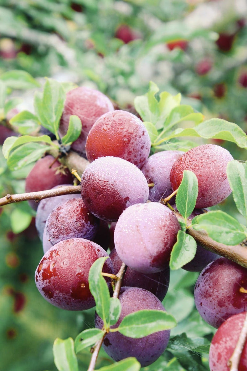 Orchard Tour & Tasting - August Event