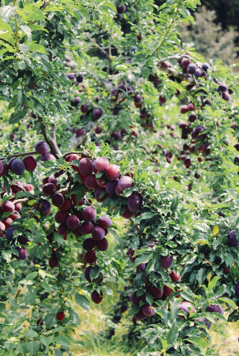 Orchard Tour & Tasting - August Event