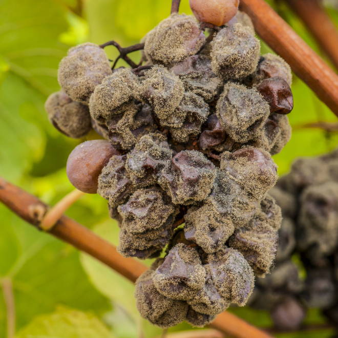 Botrytis Raspberry GROWING berries RASPBERRIES - Raintree Nursery