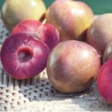 Elephant Heart Asian Plum-Fruit Trees-Biringer-Dwarf (4'-5')-