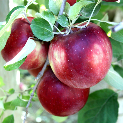 USDA Organic (Low-Chill) Fuji Apple Trees for Sale