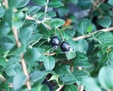 Luma (Chilean Myrtle Berry)-Berries-Raintree Prop-1 Gallon Pot-