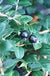 Luma (Chilean Myrtle Berry)-Berries-Raintree Prop-1 Gallon Pot-