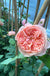 FLAVORETTE™ Honey-Apricot Rose-Ornamentals-Raintree Prop-2 Quart Pot-