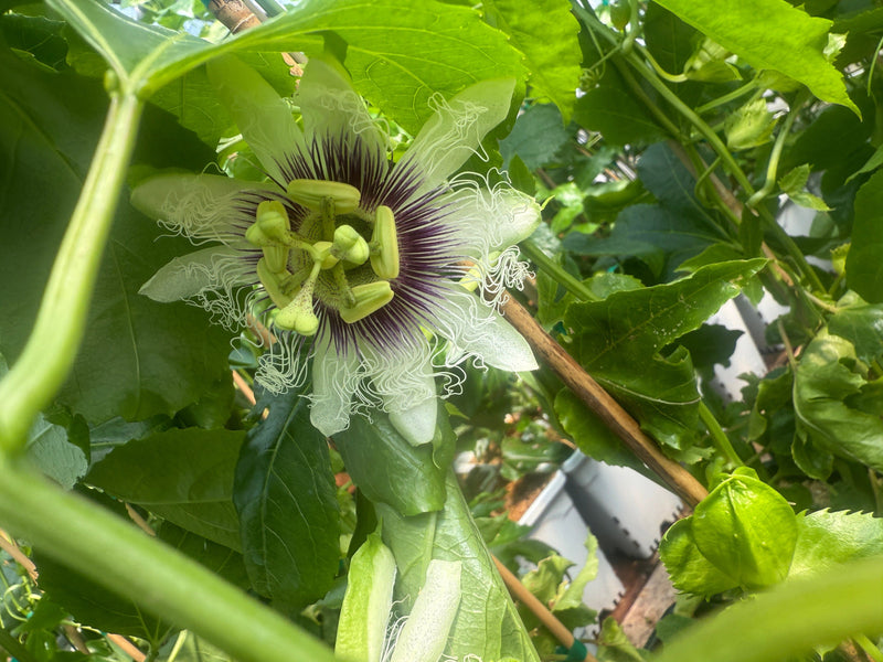 Bushel and Berry® Poppin’ Passion™ Passion Fruit