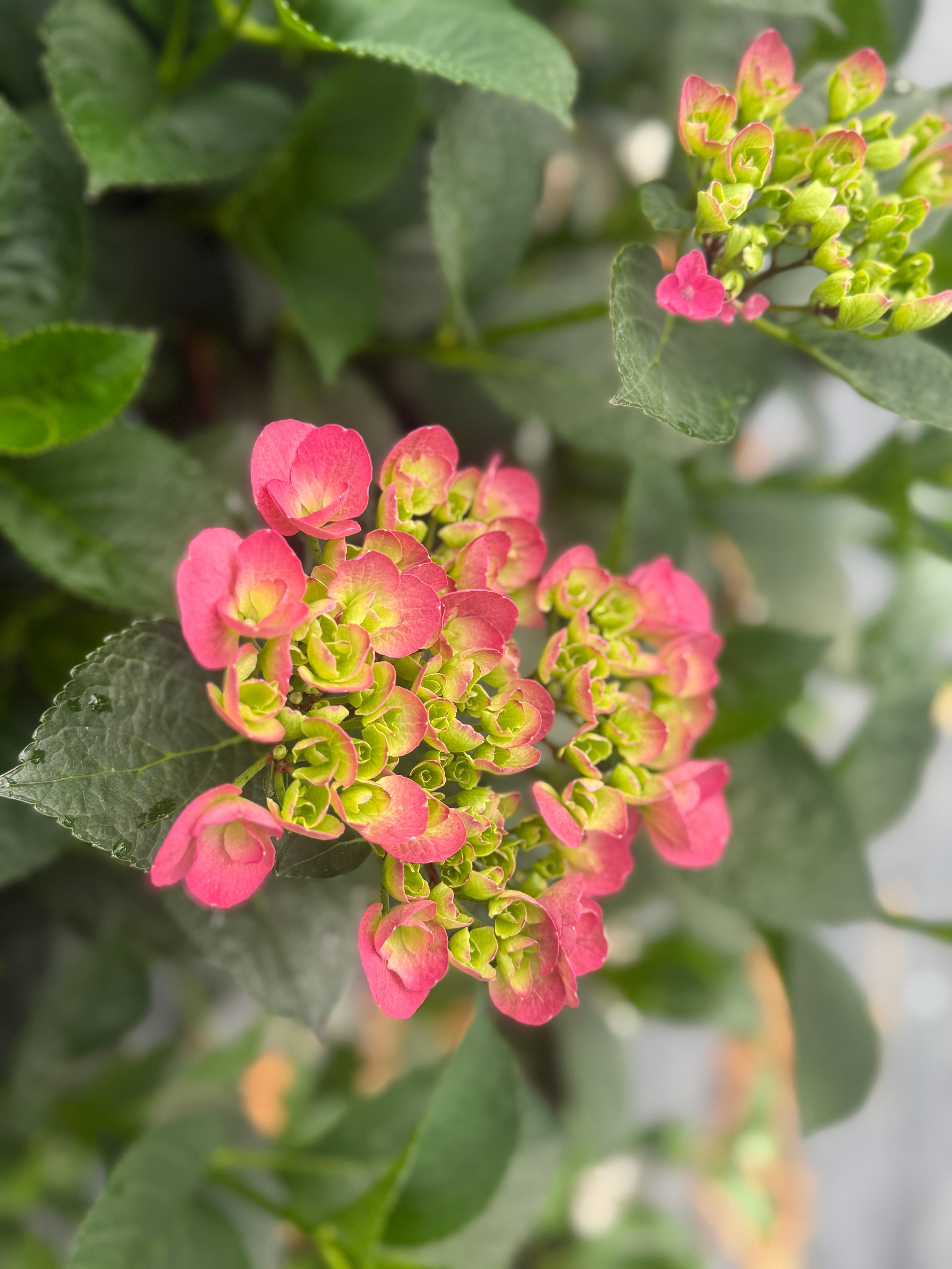 Akadama® Hydrangea - Raintree Nursery