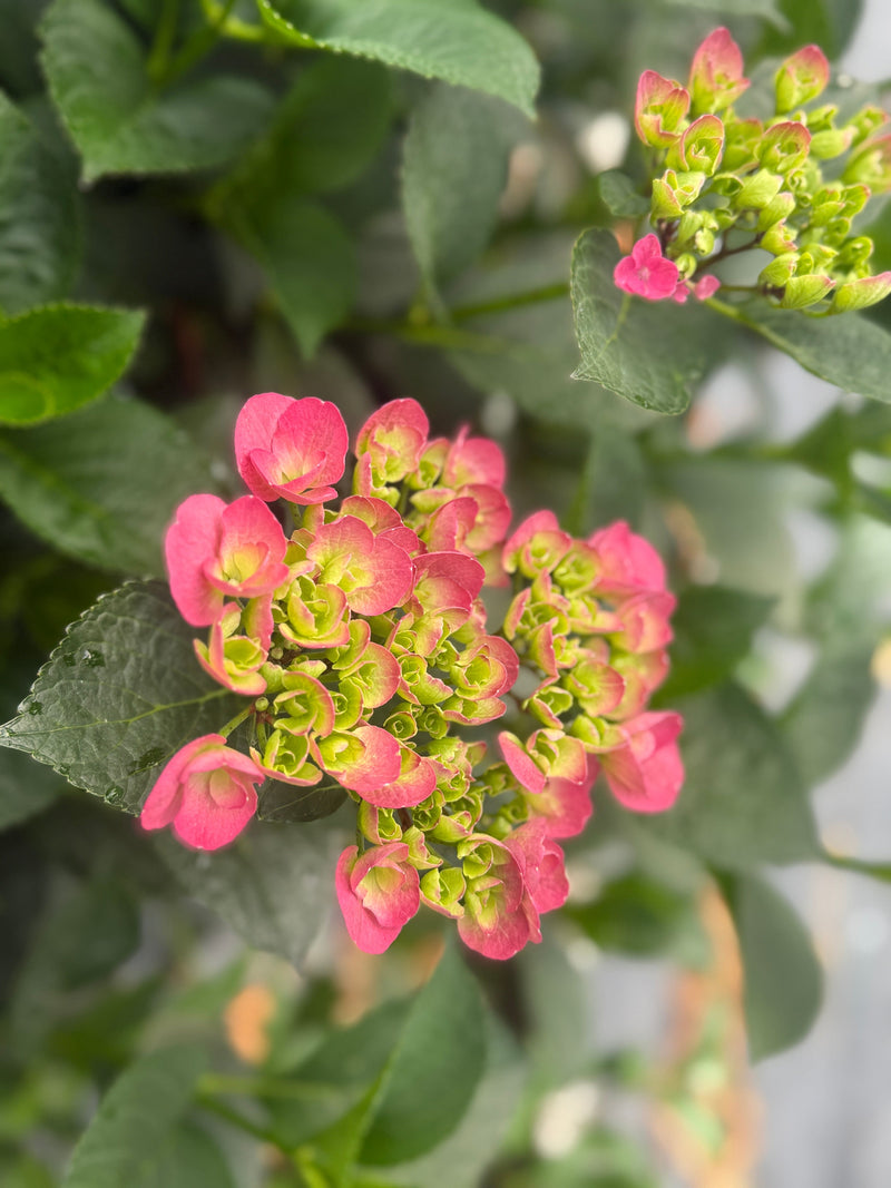 Akadama® Hydrangea