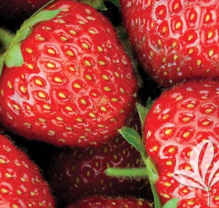 allstar strawberry seeds Allstar Strawberry