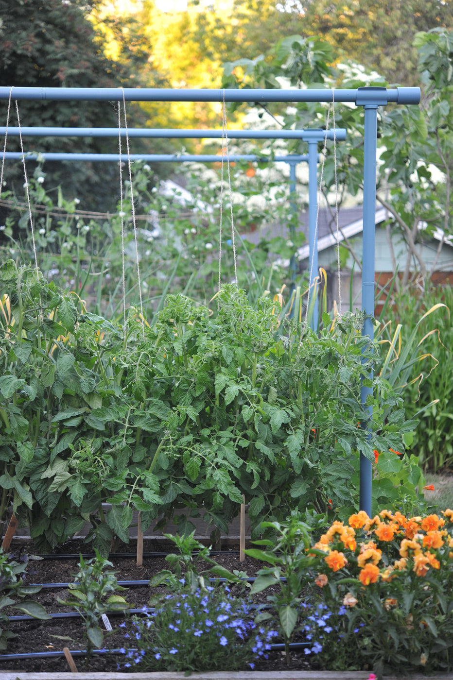 Freyr Trellis by Seattle Urban Farm Company