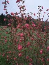 Pulborough Scarlet Flowering Currant