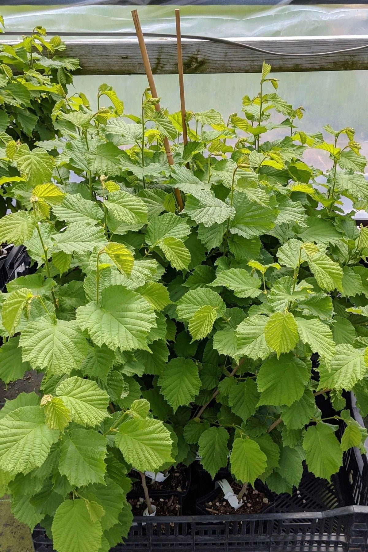 Dwarf Filbert Tree Somerset Filbert - Raintree Nursery