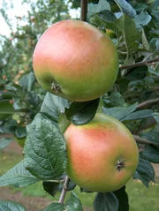 Flower of Kent Apple