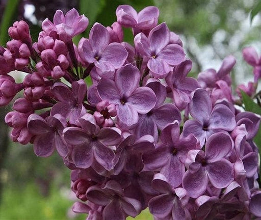 Frank's Fancy Lilac-Ornamentals-Biringer-12-18" Plant-