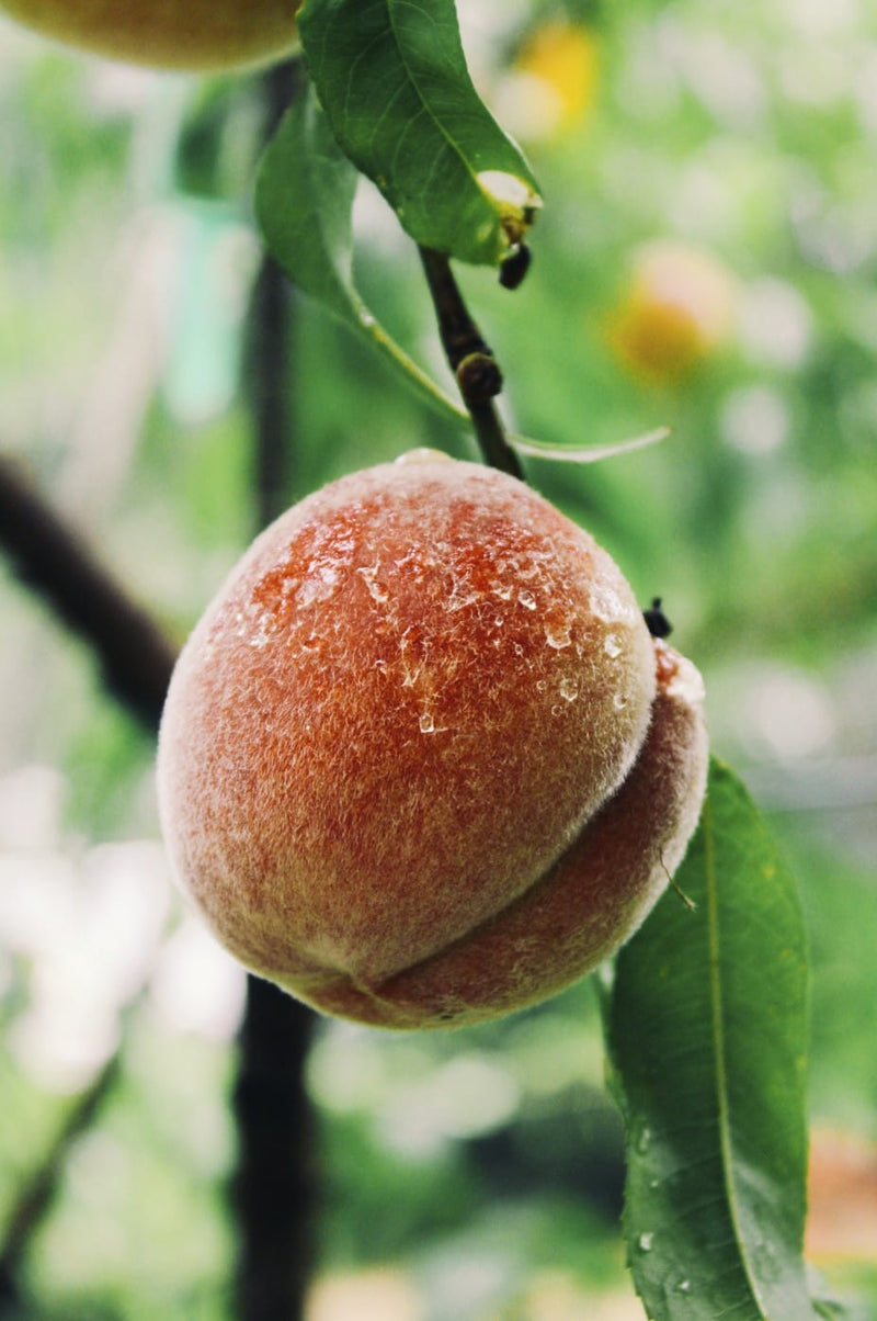 Orchard Tour & Tasting - August Event