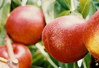 Honey Kist Nectarine-Fruit Trees-Dave Wilson-Semi-Dwarf (3'-5')-