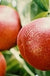 Honey Kist Nectarine-Fruit Trees-Dave Wilson-Semi-Dwarf (3'-5')-