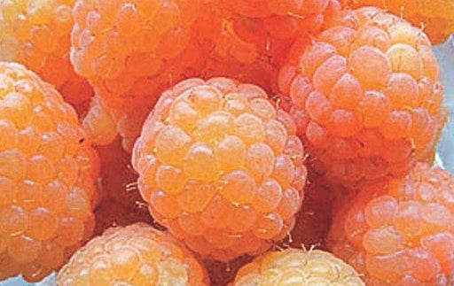 Honey Queen Raspberry-Berries-Weeks-2YR Bareroot Cane-