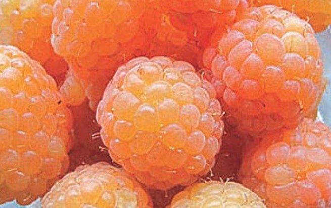 Golden Raspberry Plants | Order Highest Quality Bushes