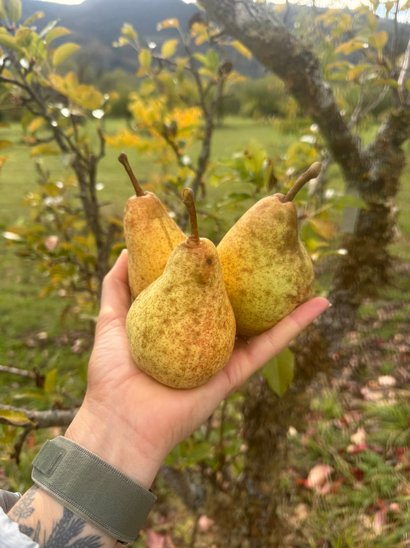 Highland European Pear