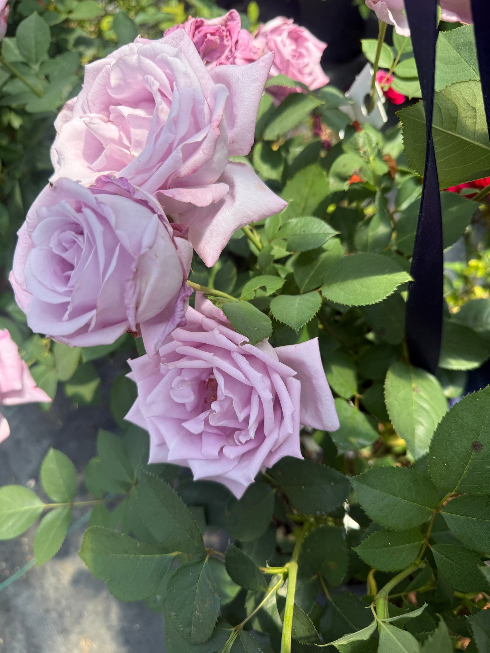 Rosa Blue Girl — Raintree Nursery
