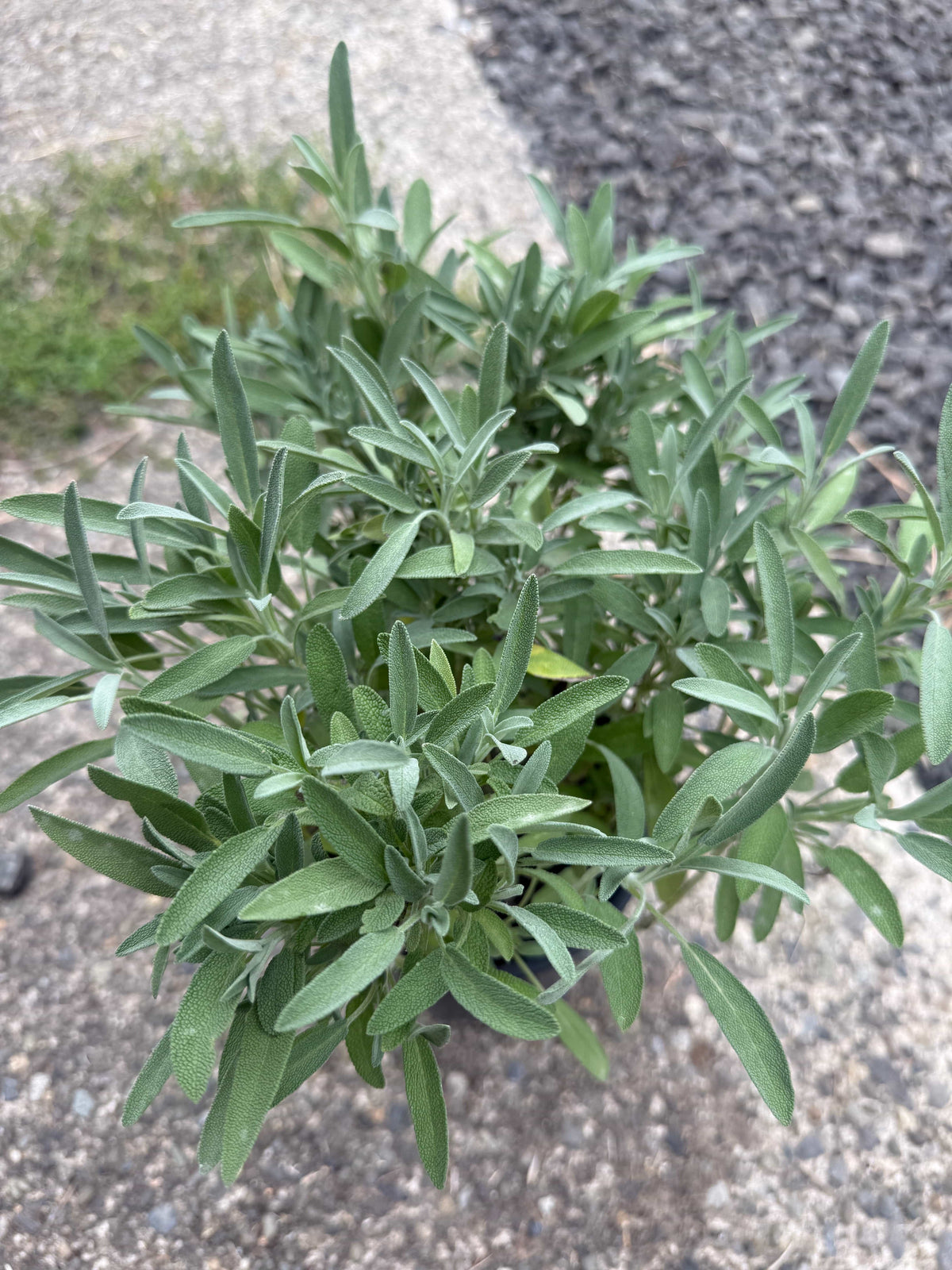 Robert Grimm Dwarf Culinary Sage - Raintree Nursery