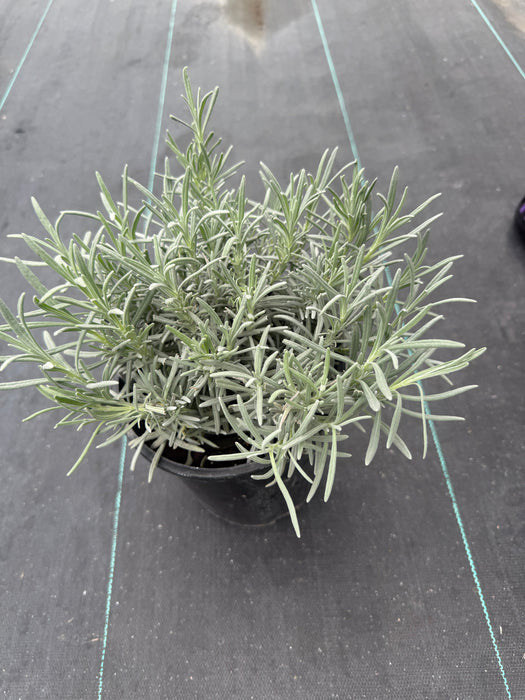 Bridget Chloe Lavender